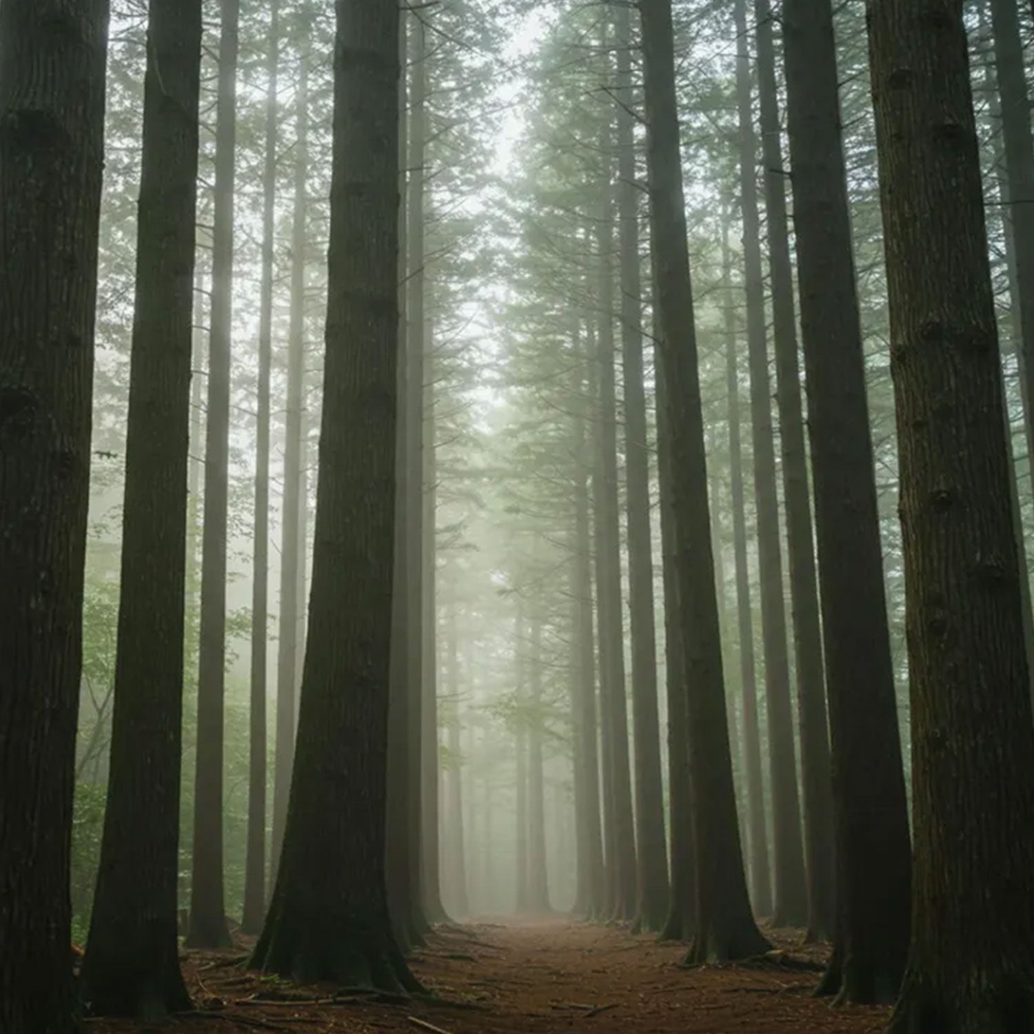 noble お香 紀州ヒノキの香り（瓶入り40本）日本製